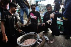 PSDKP Batam Tangkap Empat Kapal Trawl