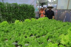Panen Perdana Tanaman Hidroponik Kampung Berkebun