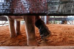 Terkena Jerat, Anak Gajah Gunakan Kaki Palsu