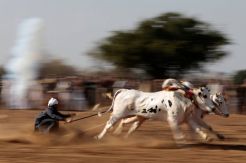 Balapan Sapi di Pakistan