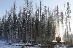 Melihat Industri Kayu Rusia