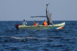 Wisata Lumba-lumba di Laut Kalpitiya