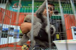 BBKSDA Jabar Serahkan Belasan Satwa Langka ke Pusat Rehabilitasi