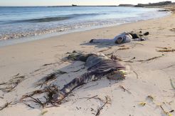 Jenazah Imigran Terdampar di Pantai Libya