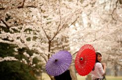 Sakura Mekar di Washington