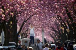 Indahnya Terowongan Bunga Pohon Cherry Blossom