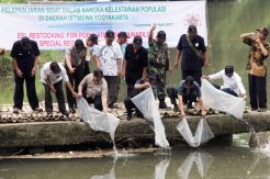 Dinas Kelautan dan Perikanan DI Yogyakarta Lepas Bibit Sidat