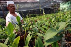 Budidaya Anggrek di Kebon Jeruk Perlahan Ditelan Jaman