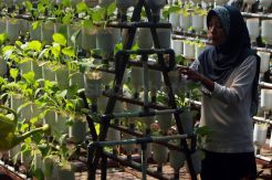 Bercocok Tanam Masyarakat Perkotaan
