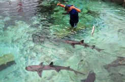 Uji Adrenalin di Penangkaran Hiu Karimunjawa