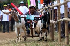 Serunya Nonton Karapan Kambing di Kaki Gunung Anjasmoro