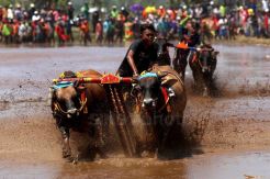 Adu Ketangkasan dalam Karapan Sapi Brujul