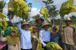 Sampoerna Dukung Petani Tembakau Lombok Timur