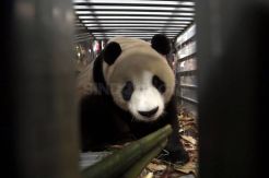 Giant Panda Cai Tao dan Hu Chun Tiba di Indonesia
