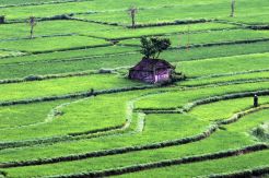 Subak Sebagai Bukti Kearifan Lokal di Bali
