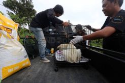 Relawan Evakuasi Hewan yang Ditinggal Warga Mengungsi