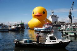 Bebek Raksasa Muncul di Pelabuhan Cile