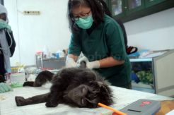 14 Ekor Lutung Jawa Jalani Pemeriksaan Kesehatan Sebelum Dilepasliarkan