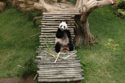 Selesai Jalani Karantina, Dua Giant Panda Siap Sapa Pengunjung Taman Safari