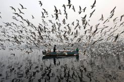 Memberi Makan Burung di Sungai Yamuna India