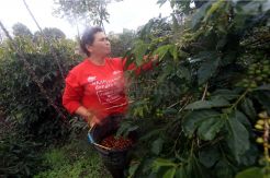 Asuransi Simas Petani Bagi Ribuan Petani Kopi Humbang Hasundutan