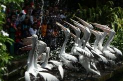 Libur Natal dan Tahun Baru, Pengunjung Taman Margasatwa Ragunan Membludak