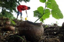 Begini Cara Bercocok Tanam Mayarakat Perkotaan
