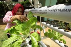 Panen Sayur Hidroponik di RPTRA Gondangdia