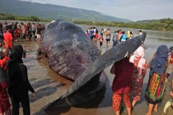 Bangkai Paus Sperma Terdampar di Pantai Bombana