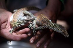 Kebun Binatang Surabaya Berhasil Tetaskan 11 Telur Komodo