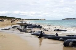 Ratusan Paus Terdampar di Pantai Barat Australia