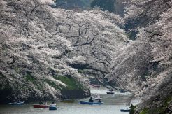 Indahnya Musim Sakura di Jepang