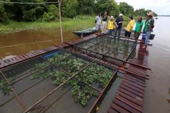 Melihat Budidaya Ikan di Keramba Apung Sungai Lamandu Kotawaringin Barat