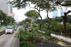 Pemangkasan Pohon Pinggir Jalan Galunggung Jakarta Selatan