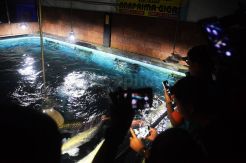 Warna-warni Ikan Tawar Saat Malam di River World Purbalingga