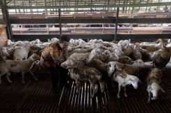 Mentan Cek Domba Potong di Surabaya