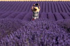 Pesona Lautan Bunga Lavender di Prancis