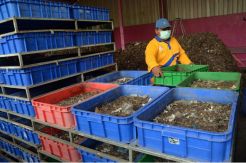 Surabaya Terapkan Pengolahan Sampah dengan Tekologi Larva
