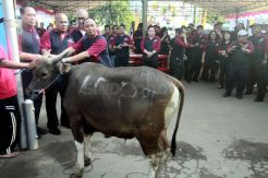 AGP Serahkan Ratusan Hewan Kurban
