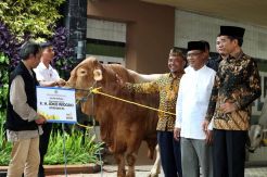 Presiden Jokowi Serahkan Sapi Kurban ke Muhammadiyah