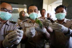 BBKP Surabaya Gagalkan Penyelundupan Burung dari Kalimantan Tengah