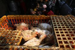 Pemerintah Ubah Aturan Baru Harga Acuan Ayam dan Telur