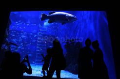 Mengenal Biota dan Satwa Laut di Jakarta Aquarium