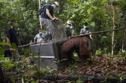 Evakuasi dan Translokasi Orangutan di Ketapang Kalbar