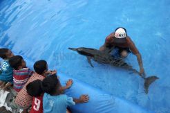 Terdampar di Pantai Kebumen, Seekor Lumba-Lumba Dirawat Nelayan