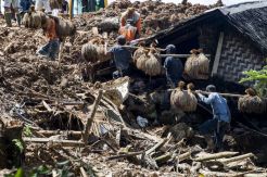 Warga Korban Tanah Longsor Cisolok Menyelamatkan Padi Mereka