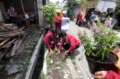 Cegah Wabah Demam Berdarah, Mahasiswa UM Surabaya Tebar Lavender