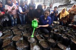 Gerakan Nasdem Menanam, Manohara Pinot Bagikan Ribuan Bibit Padi Kepad