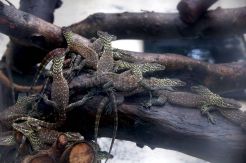 KBS Tetaskan 74 Anak Komodo
