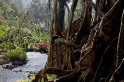Berwisata di Akar Seribu, Menikmati Sensasi Nasi Bumbung